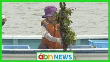 諏訪湖の生態系を守るため…増えすぎた水草「ヒシ」を地元住民と企業が協力して回収【長野】