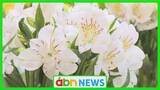 「菊に…カーネーションに…アルストロメリアに… 切り花の美しさ競う〝花の祭典〟【長野】」の画像1