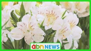 菊に…カーネーションに…アルストロメリアに… 切り花の美しさ競う〝花の祭典〟【長野】