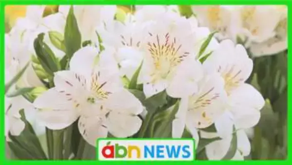菊に…カーネーションに…アルストロメリアに… 切り花の美しさ競う〝花の祭典〟【長野】