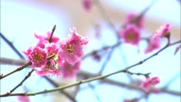 一足早く“紅梅”見頃　春の訪れ告げる　心待ちにしていた県民も　秋田市のセリオンリスタ