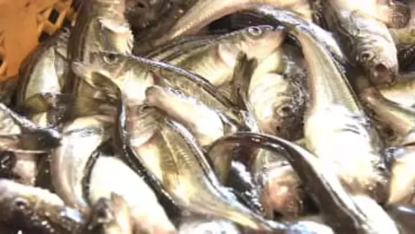 県魚はどこへ　秋田の冬の味覚「ハタハタ」が消える？　禁漁明け以降最悪の不漁　海水温上昇に雄激減…回遊異変と繁殖不全で漁師が語る“限界”