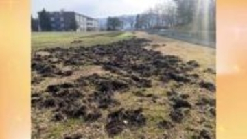 イノシシの脅威…秋田の生活圏に迫る　小学校のグラウンド掘り返すなど被害が深刻化　「クマより厄介」と専門家が警鐘