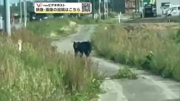 秋田県、「クマ出没警報」9月末まで延長　生活圏での目撃相次ぐ　クマ寄せ付けない対策の徹底を呼びかけ