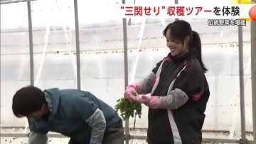 伝統野菜『三関せり』収穫体験ツアー、2月7日に開催へ　セリのせたピザと稲庭うどんも堪能　秋田・湯沢市