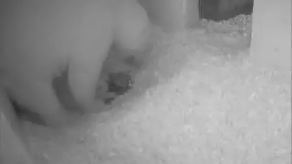 モモの赤ちゃん1頭死んだか　1日以上鳴き声や動き確認されず　男鹿水族館GAOで4日に誕生　秋田