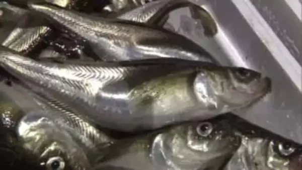 季節ハタハタ、待望の水揚げ　男鹿市北浦で10キロ　17日午後に入札へ　秋田