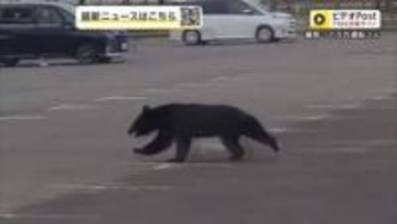 「屋外での活動が危険になりそう」野球場に到着したバスの横をクマが走り抜ける　秋田・大仙市