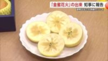 極上リンゴ「金蜜花火」出荷を知事に報告　天候やクマの影響受けるも蜜入り十分で濃い味に　秋田