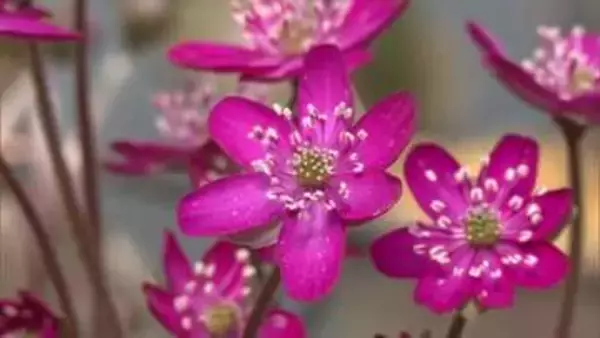 春を感じて　横手市増田町のハウスで「雪割草」見頃　50種450鉢の花々、かれんに咲き競う　秋田