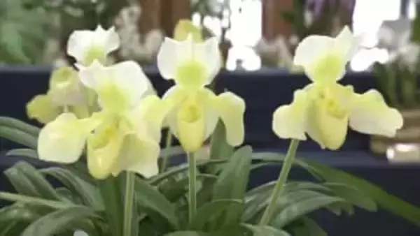 多彩で色鮮やかな花と香りを楽しんで　秋田市で「春の洋らん展」　愛好家が育てた約100点並ぶ