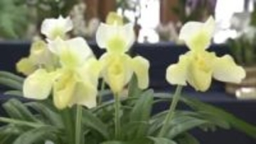 多彩で色鮮やかな花と香りを楽しんで　秋田市で「春の洋ラン展」　愛好家が育てた約100点並ぶ