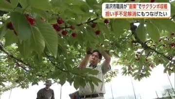 市職員、副業でサクランボ収穫　人手不足の一助に　早朝作業でリフレッシュ、販売に説得力も　秋田・湯沢市