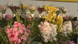 「一足早く春を感じて！洋ランなどを展示販売　秋田ふるさと村で「春色花フェスティバル」　秋田・横手市」の画像1
