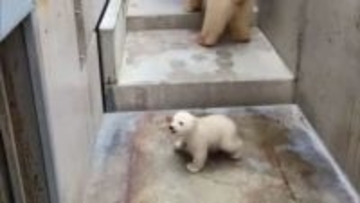 ホッキョクグマの雄の子グマ、14日から名前を募集　4月25日の命名式で発表へ　秋田・男鹿水族館GAO