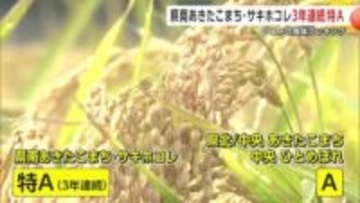 秋田の「サキホコレ」と「県南あきたこまち」、3年連続で「特A」評価　2025年産米食味ランキング
