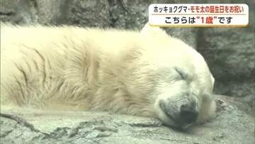 大人気！ホッキョクグマ「モモ太」の生誕祭イベント　シルバーウィークで水族館にぎわう　秋田・男鹿市