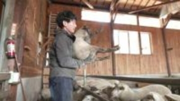 ヒツジと生きる選択　群馬から秋田・藤里町へ家族で移住　地域の支えを受けて切り開く“理想の牧場”づくりへの道