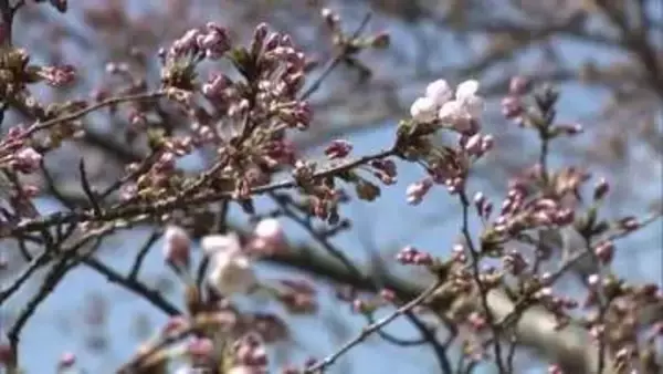 秋田市でサクラが開花　秋田地方気象台が発表　観測史上3番目の早さ　11日ごろに満開か