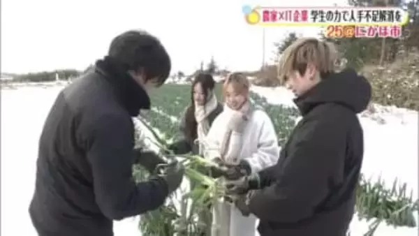 学生の力で農繁期の人手不足解消を　農業法人とIT企業が仕掛ける農業体験プログラム　秋田・にかほ市