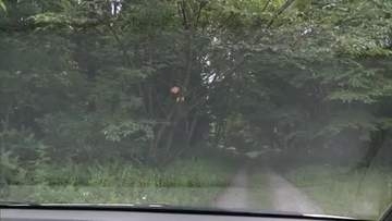 自宅近くを散歩中に遭遇　28歳男性がクマに襲われけが　病院に搬送も会話できる状態　秋田・仙北市