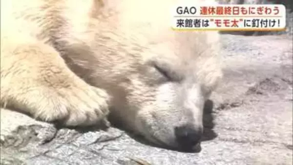 男鹿水族館GAOのちびっこスター・ホッキョクグマ「モモ太」大人気　GW最終日も大にぎわい　秋田