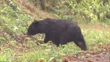 人身被害に警戒を！秋田県全域に「ツキノワグマ出没警報」　注意報から切り替え　制度開始以降最も早い発令