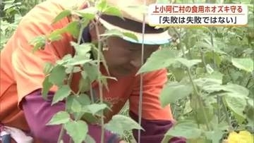 「失敗は失敗ではない」　特産の『食用ホオズキ』守り、たぬまぬ挑戦続ける生産者　秋田・上小阿仁村
