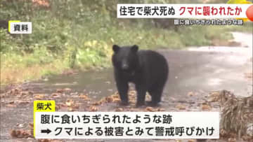 「飼い犬が死んでいる」 民家の柴犬、クマに襲われたか 腹に食いちぎられたような跡 秋田・大館市