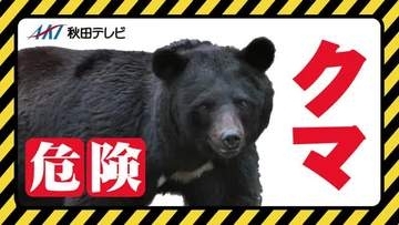 にかほ市金浦の市道でクマ1頭目撃　体長は約1メートル　近隣で同一個体とみられる目撃情報も　秋田