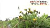 「在来種わずか5000本に1本　「日本タンポポ」食用に栽培　“野菜”としての販売目指して　秋田・大仙市」の画像1