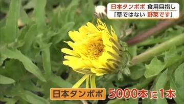 在来種わずか5000本に1本　「日本タンポポ」食用に栽培　“野菜”としての販売目指して　秋田・大仙市