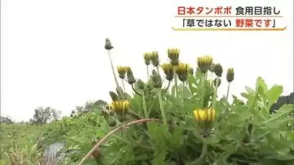 在来種わずか5000本に1本　「日本タンポポ」食用に栽培　“野菜”としての販売目指して　秋田・大仙市