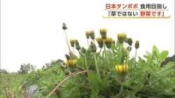 在来種わずか5000本に1本　「日本タンポポ」食用に栽培　“野菜”としての販売目指して　秋田・大仙市