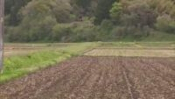 秋田県内で今年初のクマの人身被害　由利本荘市東由利で田んぼの見回り中の男性（48）襲われけが