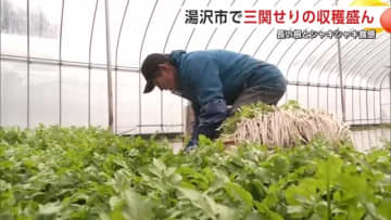 鍋にぴったり！根まで食べられる“三関せり”の収穫本格化　秋田・湯沢市