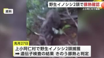 野生イノシシ2頭の「豚熱」感染を確認　上小阿仁村で捕獲　県内で飼育のブタの移動や出荷に制限なし　秋田