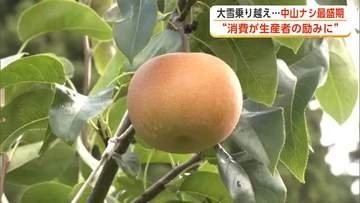 大雪被害乗り越え“中山ナシ”収穫盛ん　収量は大幅減の見込みも品質は上々「大館産のナシ楽しんで」　秋田