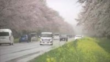 「桜・菜の花ロード」見頃　ピンクと黄色のコントラスト　春本番を感じさせる風景広がる　秋田・大潟村