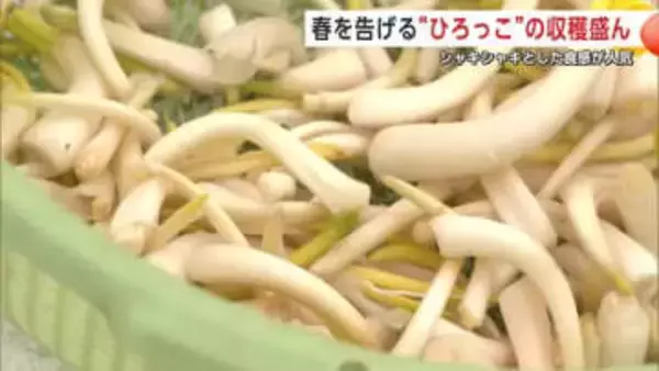 シャキシャキ食感が魅力！春を告げる伝統野菜「ひろっこ」収穫最盛期　秋田・湯沢市