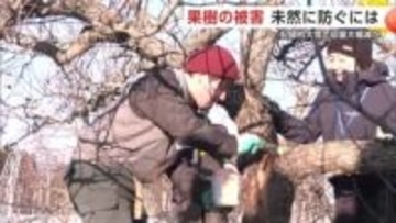 記録的な大雪、果樹の収穫量大幅減か　影響を最低限に！生産者が被害木の修復方法など学ぶ　秋田・鹿角市