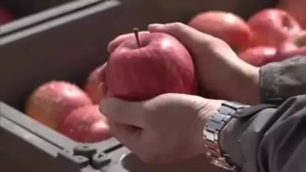 「春待ちりんご」雪の中でみずみずしく甘み増す　ふるさと納税の返礼品として全国へ　秋田・横手市