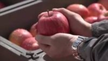 「春待ちりんご」雪の中でみずみずしく甘み増す　ふるさと納税の返礼品として全国へ　秋田・横手市