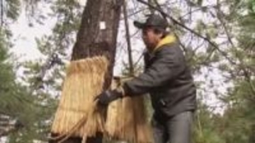 春を感じて！「啓蟄」に合わせ手際よく“こも外し”　小雨の中、春迎える作業　秋田市の天徳寺