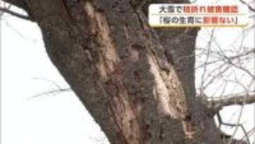 大雪で桜の枝折れ確認も「生育には問題ない」桜まつりへ準備着々と進む　秋田・大館市