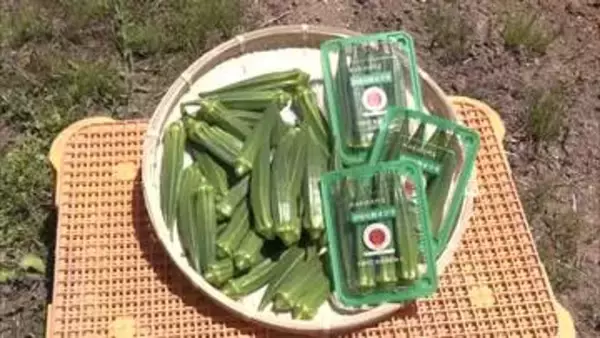 大ぶりで柔らか『ひばり野オクラ』収穫盛ん　ビタミン・ミネラル豊富、食べて夏を乗り切れ　秋田・羽後町