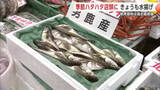 「季節ハタハタ、販売価格はキンキ上回る過去最高値　「値段は高いが男鹿産のハタハタはおいしい」　秋田」の画像1
