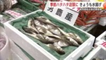 季節ハタハタ販売価格は過去最高値　「値段は高いが間違いなく男鹿産のハタハタはおいしい」　秋田