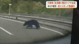 「クマの目撃、後絶たず　高速道路走行中の車はあわや衝突　人気の釣りスポットは警戒態勢続く　秋田」の画像1