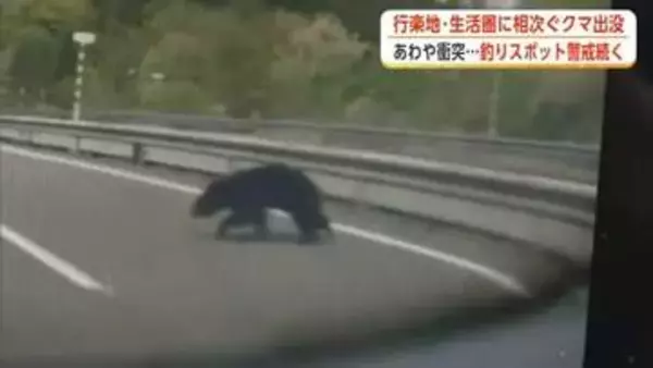 クマの目撃、後絶たず　高速道路走行中の車はあわや衝突　人気の釣りスポットは警戒態勢続く　秋田